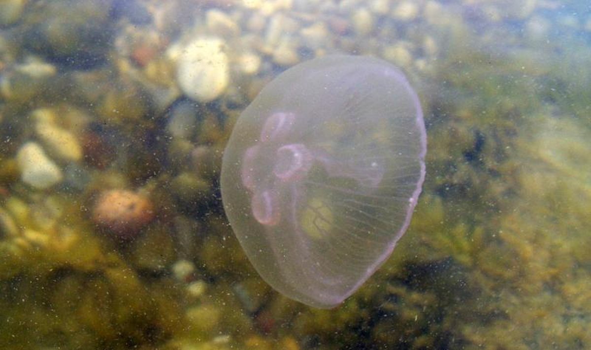 Baltijos jūros pakrantėje – medūzos
