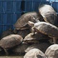 Tailando muitinėje konfiskuoti nykstantys gyvūnai, kuriuos ketino parduoti restoranams
