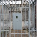 Iš Pravieniškių dingęs kalinys rastas prisigėręs Tauragės rajone