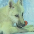 Harbine pristatytas pirmasis pasaulyje klonuotas arktinis vilkas