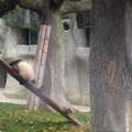 Slaptas pandų gyvenimas: mokosi laipioti ir ginti teritoriją