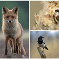 Gamtos dienoraštis: veriantis lapės žvilgsnis ir pavasariniai paukščių rūpesčiai