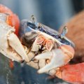 Tai, ko nežinojote apie orakulą krabą Lazdeiką: traumos ir ateities planai