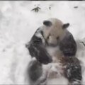 Filmuotoje medžiagoje – sniegu besidžiaugianti panda, skubantys elniai ir žavūs šunys