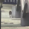 Tuščiose Adelaidės gatvėse klaidžiojo kengūra