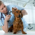Ką daryti, kad veterinaras gyvūnui nekeltų baimės?