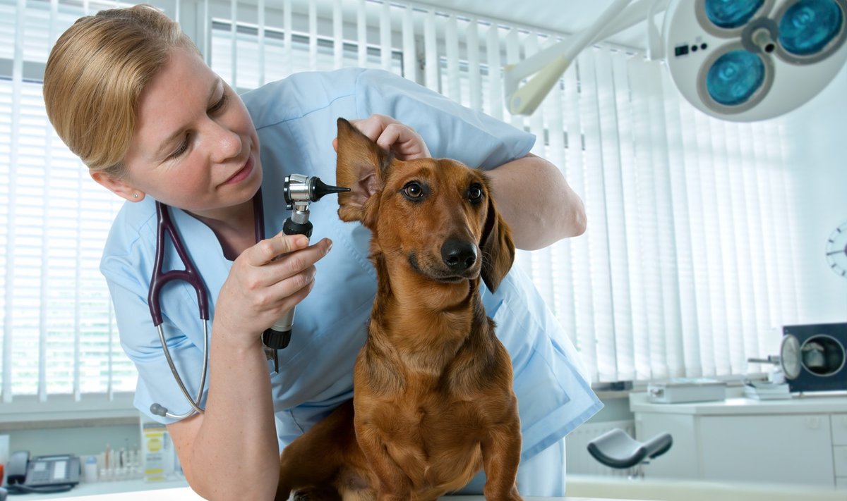 Šuo pas veterinarijos gydytoją
