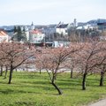 Jums nereikia eiti iš namų: Vilniuje žydinčias sakuras galite stebėti internetu