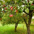 Lenkijos mokslininkai Lietuvoje ieško seniausių obelų ir daržovių veislių
