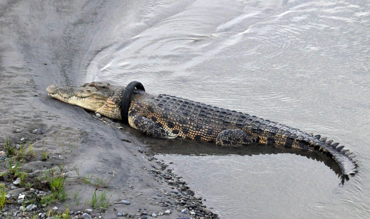 Indonezija pasiūlė atlygį drąsuoliui, apsiimsiančiam nuimti padangą nuo krokodilo kaklo