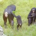 Vaizdelis iš San Diego: žaisminga mažoji šimpanzė susipažįsta su nauja aplinka