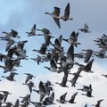 Ūkininkų laukus netrukus pasieks būriai žąsų: ornitologai perdavė svarbią žinutę
