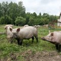 Nuo maro nukentėjusiems kiaulių augintojams išmokės 2,2 mln. eurų