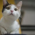 Nuostabi katytė Šeltė nori būti pastebėta: ieško šeimininkų!