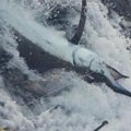 Australijoje žvejai sugavo daugiau kaip pusę tonos sveriantį marliną