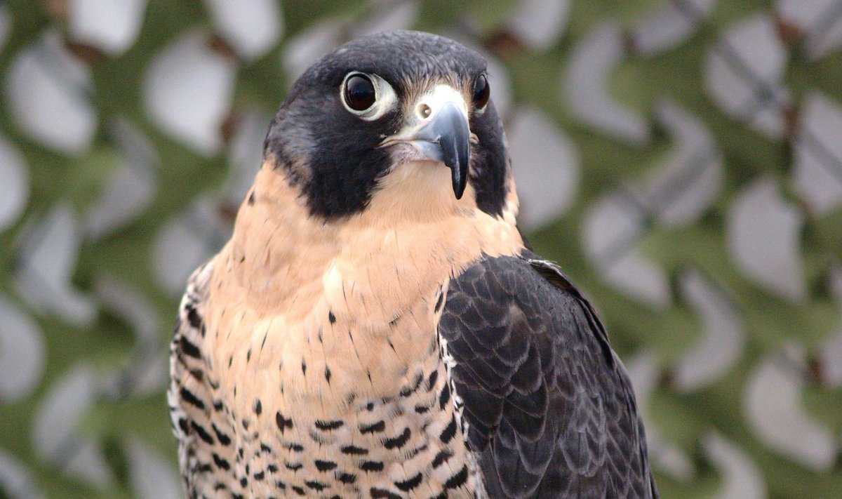 Sakalas keleivis (Falco peregrinus)