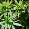 Lithuania legalizes medicines containing cannabis