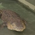 Orakulas krokodilas spėjo, kas taps Australijos premjeru