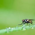 Knibždančių vabzdžių pavojai: sparvos, musių lervos ir uodų pernešamos ligos