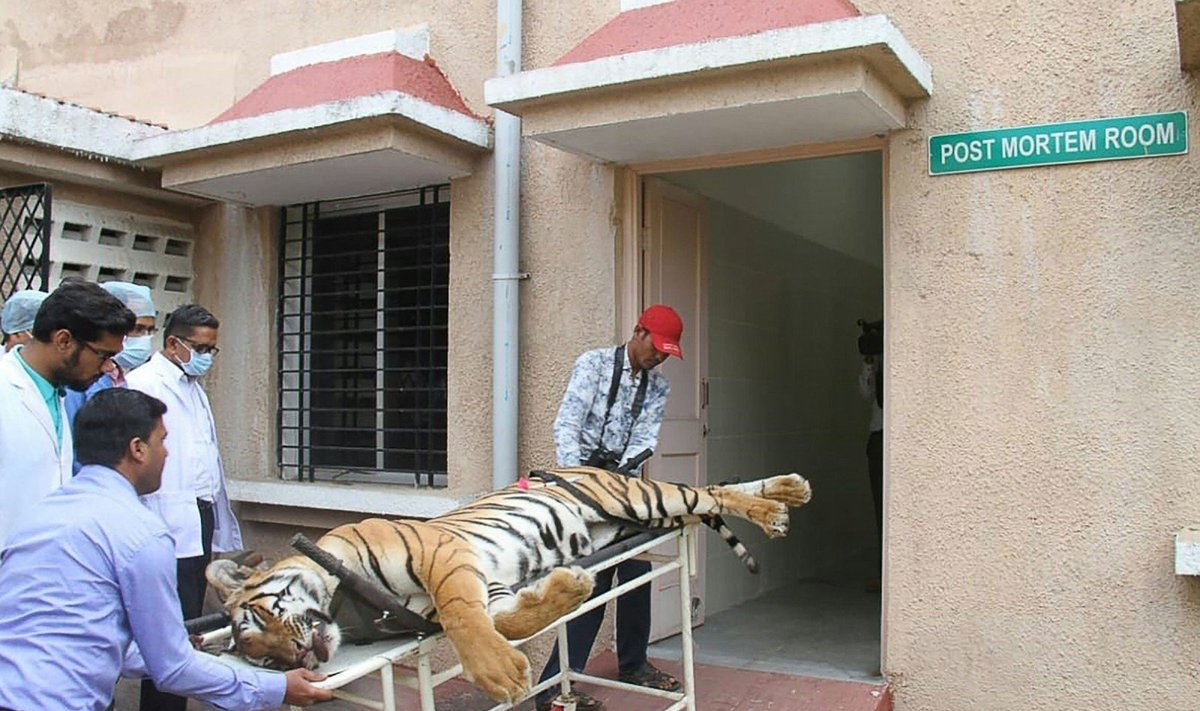 Suvažinėta žmogų sudraskiusi tigrė nešama skrodimui