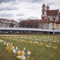 Pavasaris Vilniuje: pražydo dešimtys tūkstančių krokų