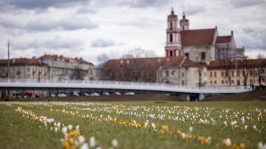 Pavasaris Vilniuje: pražydo dešimtys tūkstančių krokų