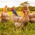 Vištų kiaušinių tiekimui – iššūkiai: įpareigojimas dėl narvų dažnėja