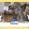 Kauno centre atsinaujinęs zoologijos muziejus stebina gyvūnų įvairove