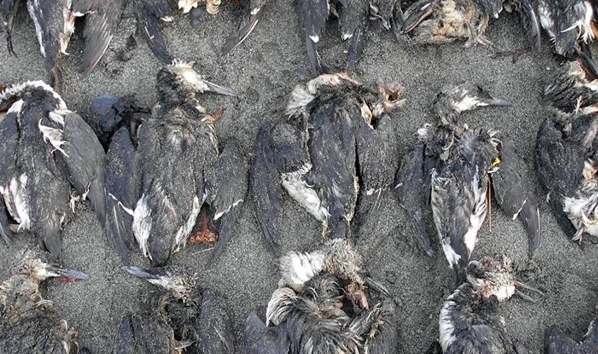 Mirę paukščiai