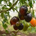 Juodieji pomidorai: geriausios veislės auginti šiltnamyje