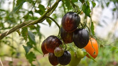 Juodieji pomidorai: geriausios veislės auginti šiltnamyje