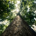 Mokslininkai neatsistebi, kas dėl klimato kaitos darosi su medžiais: žinia gali atrodyti gera tik iš pirmo žvilgsnio