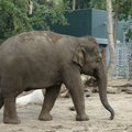 Tailande dramblys mirtinai sutrypė britą turistą