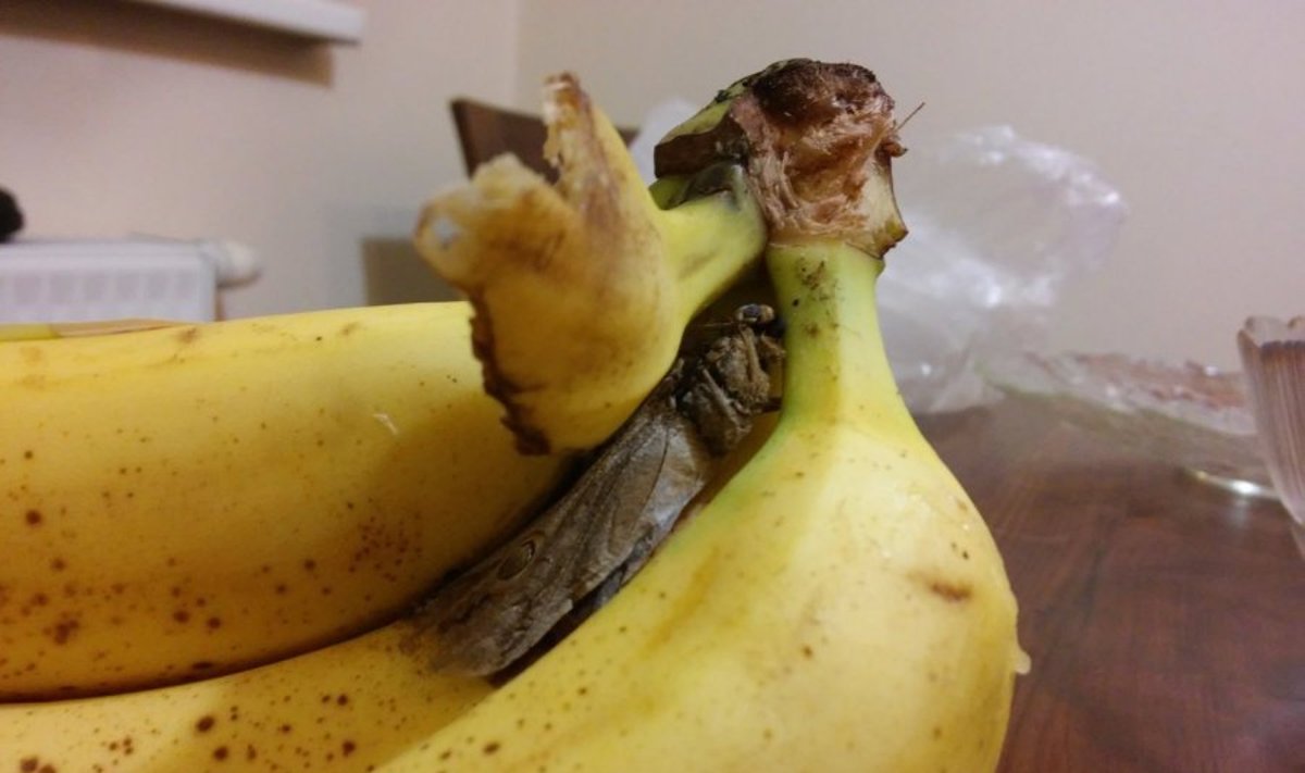 Egzotika bananų kekėje (asociatyvi nuotr.)