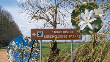 Ne visi žino apie šį parką Lietuvos centre – šimtai magnolijų jau pasipuošė įspūdingais žiedais
