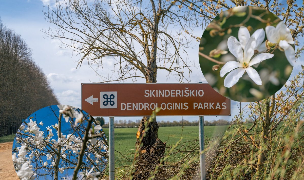 Skinderiškio dendrologijos parkas (Rolano Valionio nuotr.)