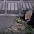 Pietų Korėjos zoologijos sode didžioji panda pirmą kartą susilaukė jauniklio