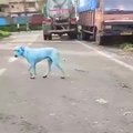 Mėlyni benamiai šunys Mumbajuje sukėlė pasipiktinimą