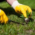 Kaip kovoti su piktžolėmis be chemijos? Pavasaris tam pats tinkamiausias laikas