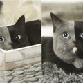 Neįprasta katės išvaizda užbūrė internautus
