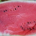 Patarimai, kaip išsirinkti gerą ir prinokusį arbūzą