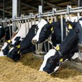 Masiniai protestai nepadėjo: karvių augintojai neslepia širdgėlos dėl nykstančių pieno ūkių