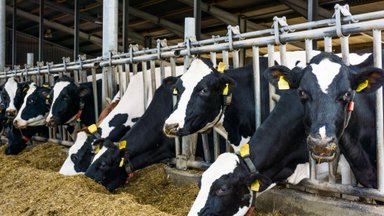 Pieno ūkiams – išgyvenimo egzaminas