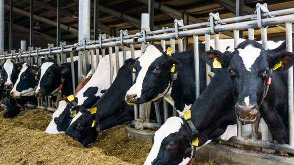 Netrukus pieno gamintojai bus kviečiami teikti paraiškas nacionalinei pagalbai gauti