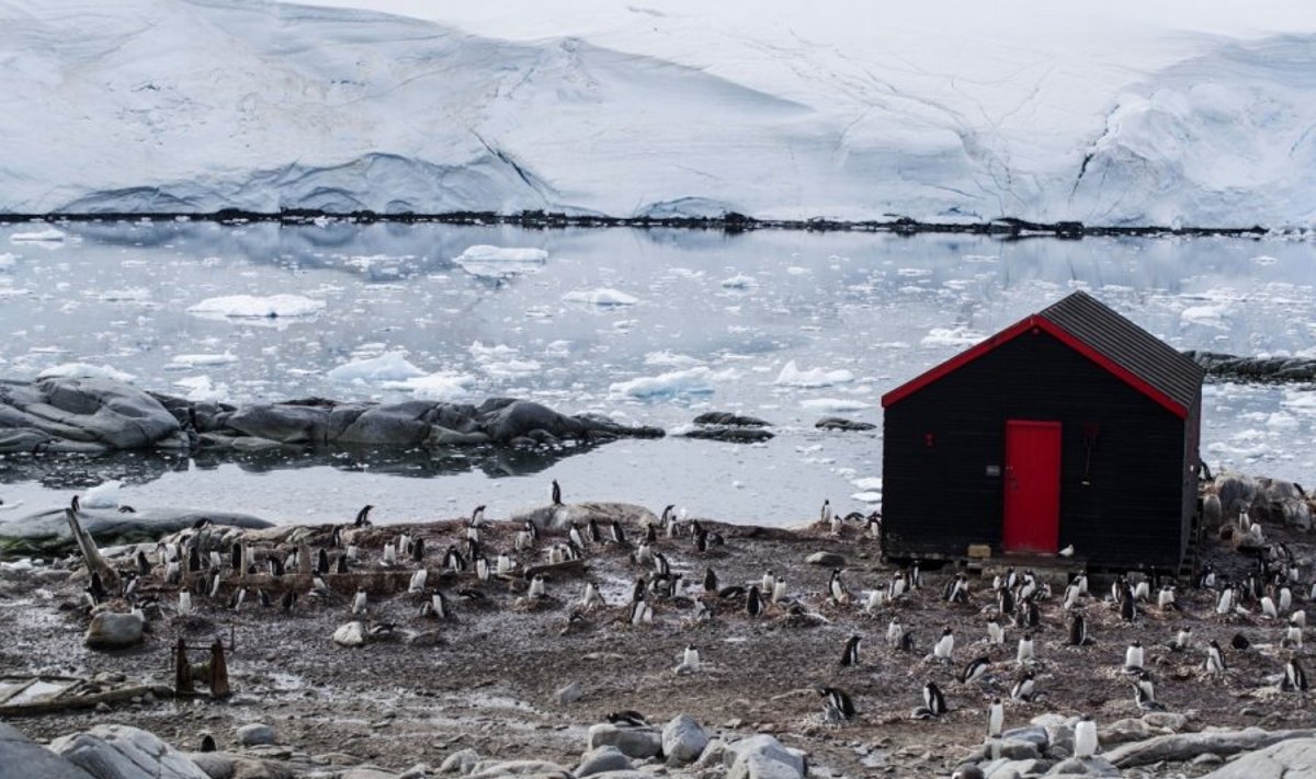 Lockroy sala/ Antarktikos paveldo fondo nuotr.