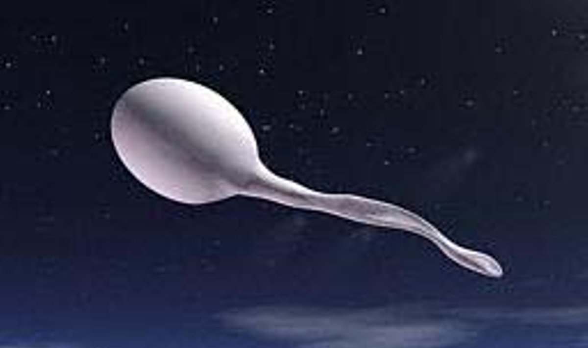 Spermatozoidas