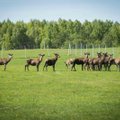 Lietuvoje pradedama rudeninė laukinių gyvūnų vakcinacija nuo pasiutligės