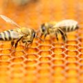 Daugiabutį įkaitu paėmė bičių spiečius – kas turėjų jas iš ten paimti