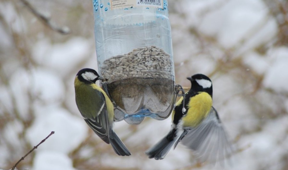 Gamtininkas sako, kad paukščiai kol kas lesalo randa ir natūralioje aplinkoje