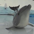Ukrainoje delfinas išmoko šliaužti žeme